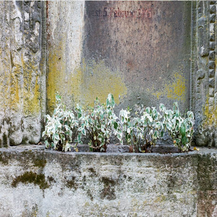 Friedhof-Bild